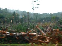 台風でなぎ倒された木