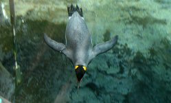 水中を飛ぶペンギン。