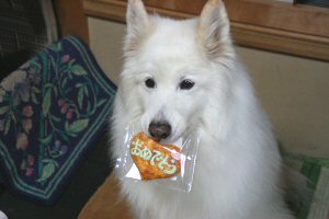 �W�����Ƃ���̂��y�Y�̂�����