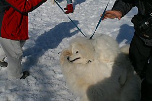 �v�����X������